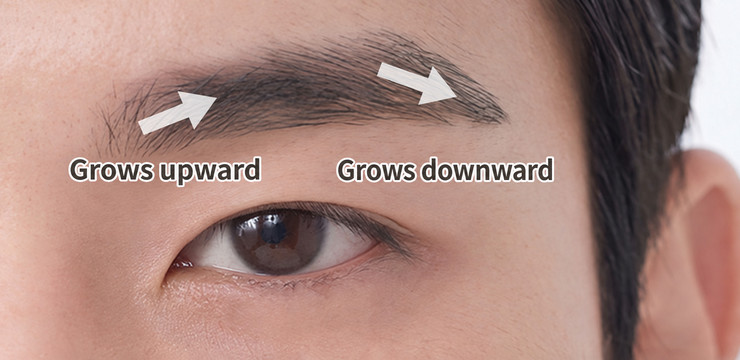 Design that follows eyebrow growth direction