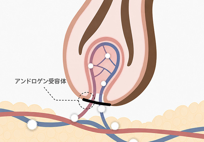 DHT のメカニズム — アンドロゲン受容体との結合